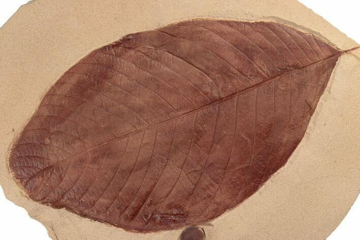 Large, Red Fossil Hickory Leaf (Carya) - Montana #188942